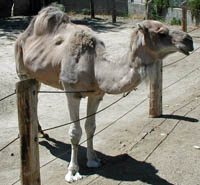 dromedary camel